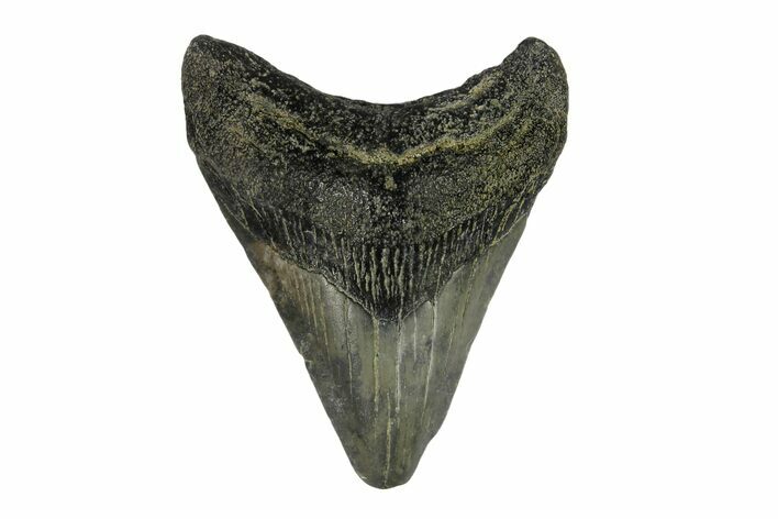 Juvenile Megalodon Tooth - South Carolina #171196